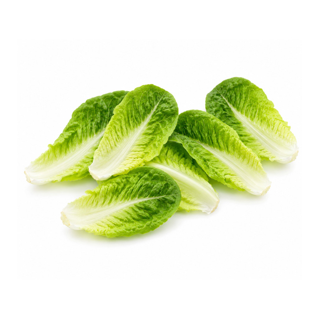 Baby Gem Lettuce 